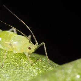 Jivati Circle Sparkling Vodka Variety